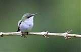 Vervain Hummingbird